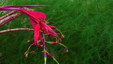 红色的花序热带植物比尔伯格亚桑德西温室机动化的多莉滑块拍摄